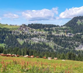 Alpage d'Aujon à Magland le 7 juillet