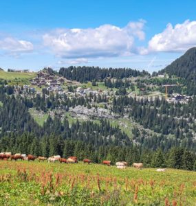 Alpage d'Aujon à Magland le 7 juillet