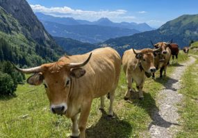 Alpage de Bostan à Samoëns le 6 juillet