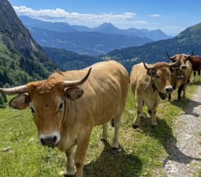 Alpage de Bostan à Samoëns le 6 juillet