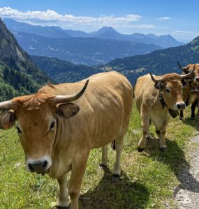 Alpage de Bostan à Samoëns le 6 juillet