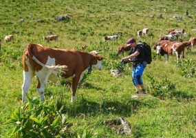 Alpage du Lac de Roy à Taninges le 6 juillet