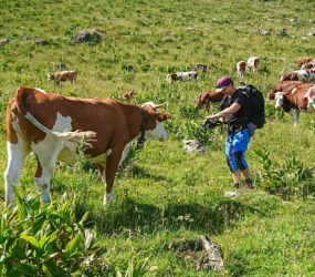 Alpage du Lac de Roy à Taninges le 6 juillet