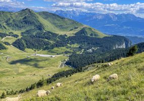 Alpage du Coin à Mieussy le 7 juillet