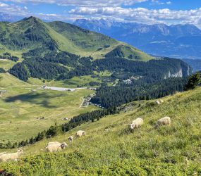 Alpage du Coin à Mieussy le 7 juillet